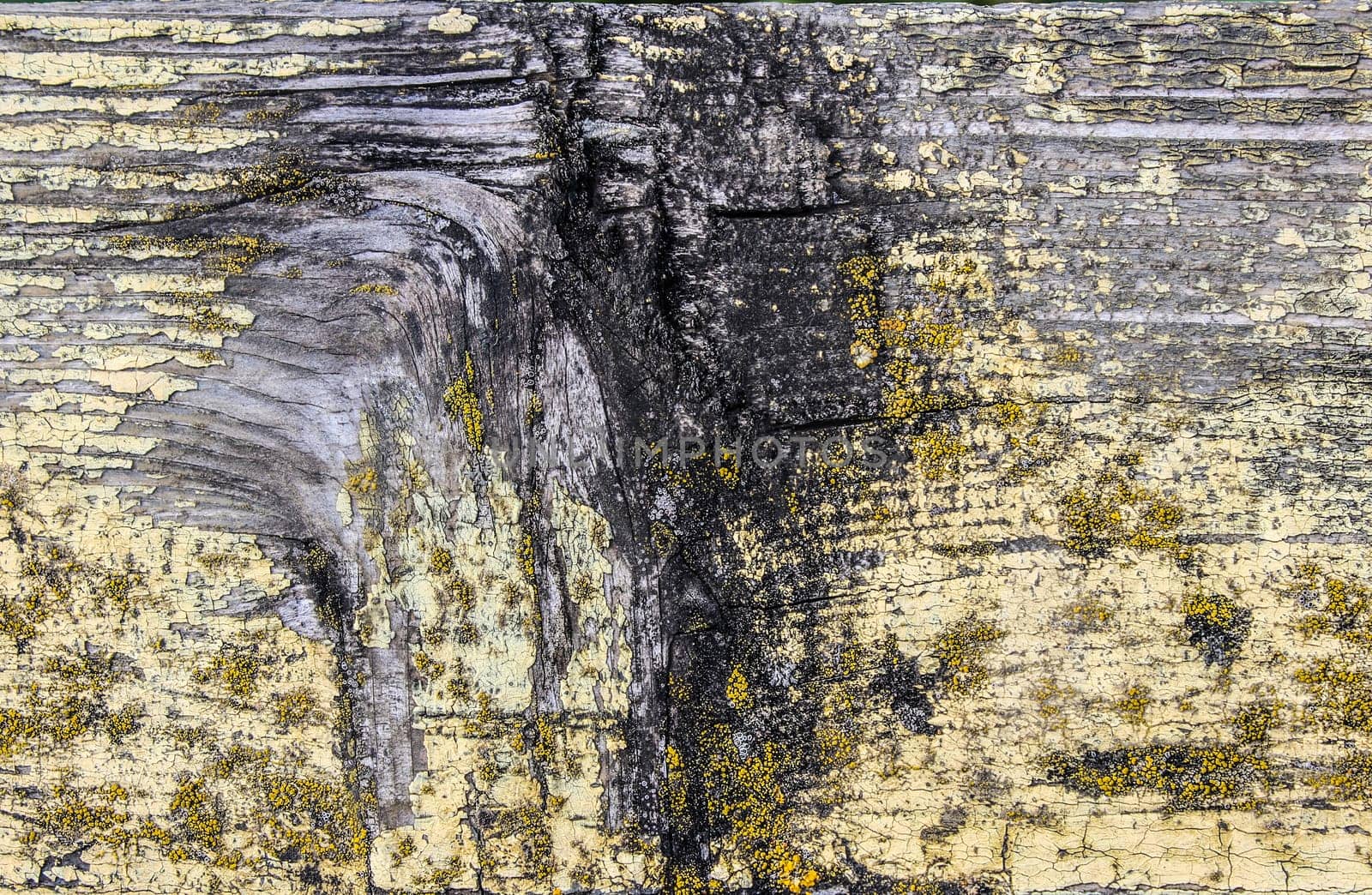 Old dry weathered wood background texture with cracked planks with wood grain and a few sparse remnants of yellow paint, full frame