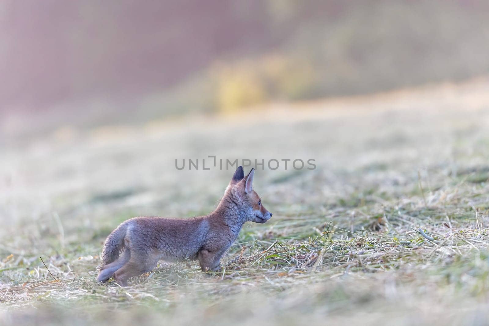 Side view of alone cute fox cub standing in the field in early morning sunlight.  Horizontally.