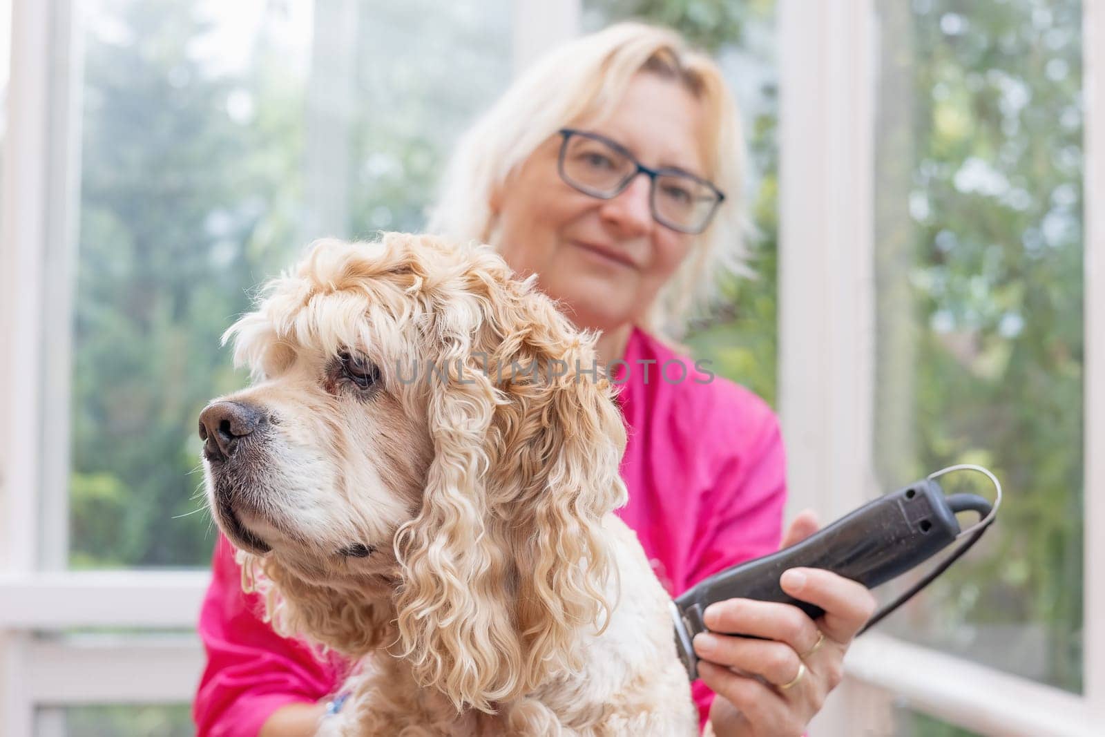 American Cocker Spaniel is groomed by professional dog groomer by electric clipper.  Horizontally.