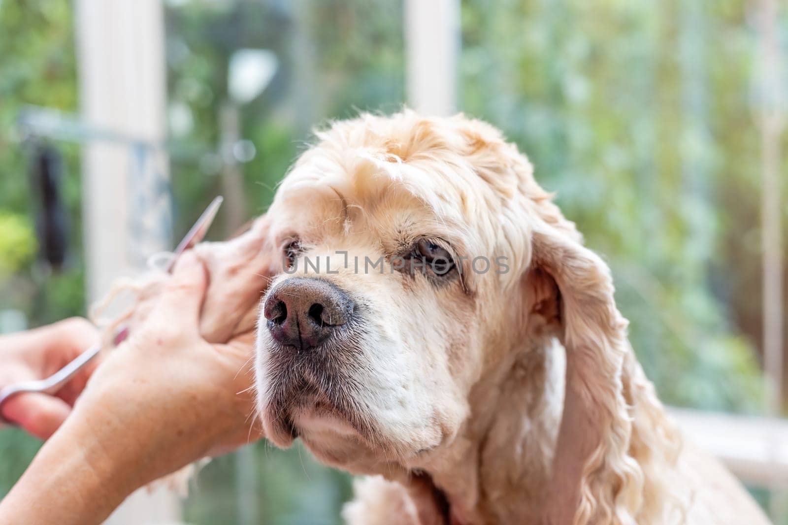 Grooming the ears of American Cocker Spaniel closeup. Horizontally.