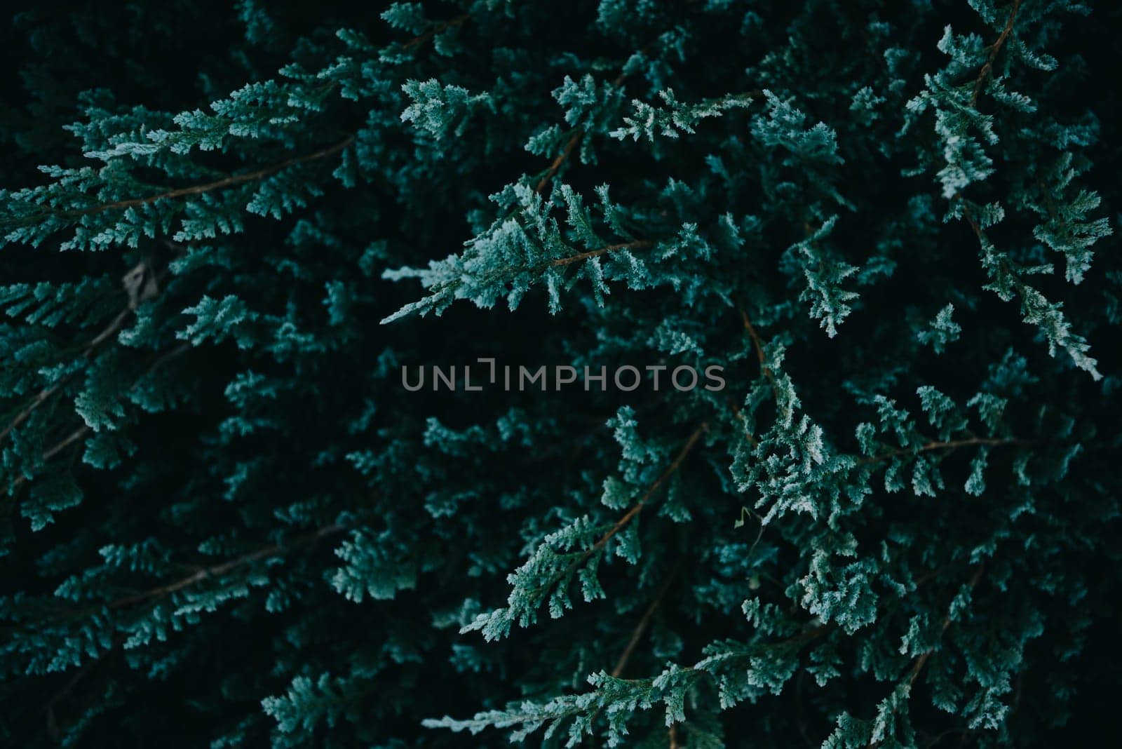 Dark green nature background from above. Top view of coniferous tree branch. Creative ecology textured pattern layout. Abstract plant wallpaper.