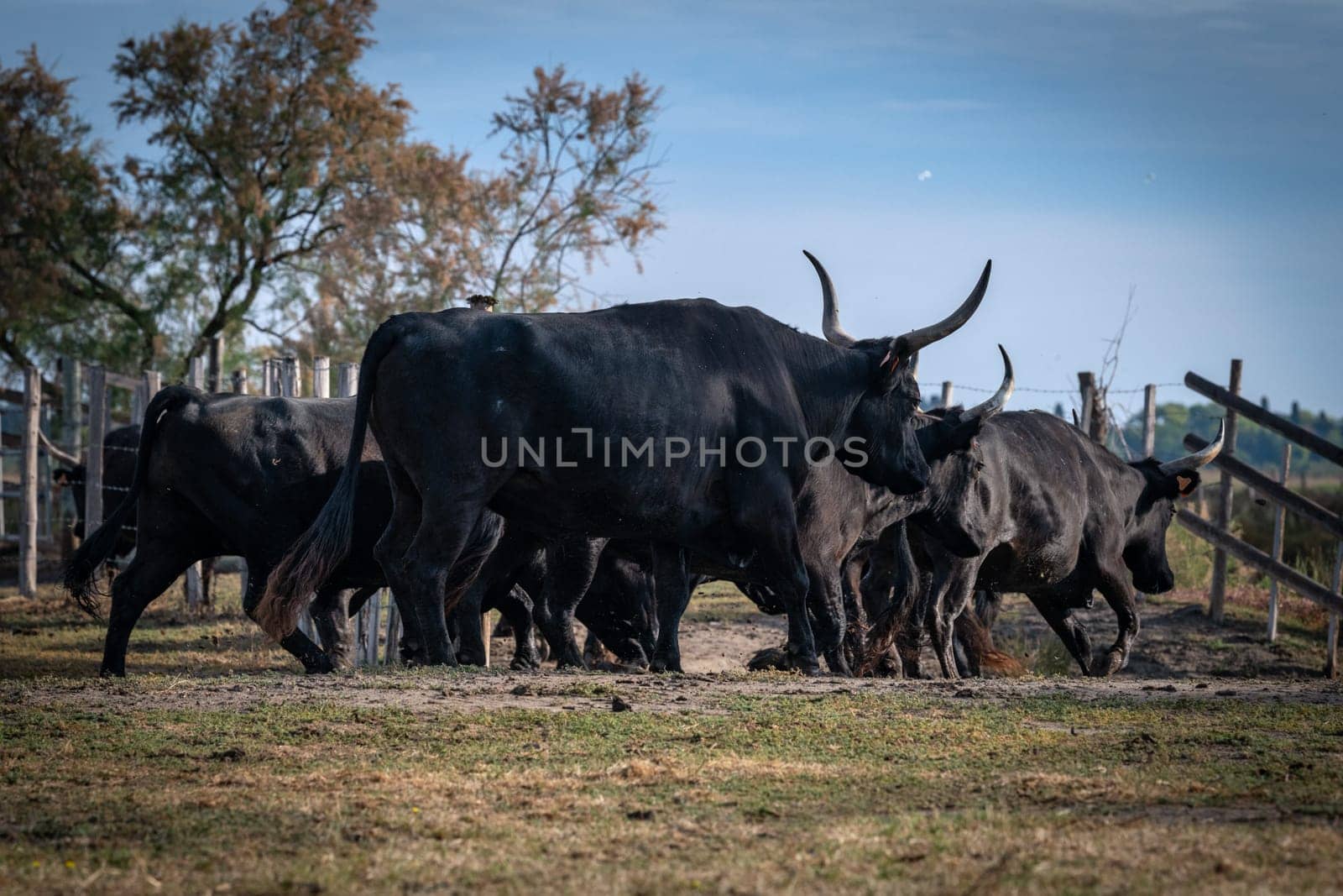 herd of bulls, Camargue, France