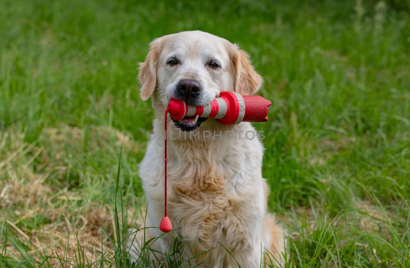 Golden Retriever with a dummy in its mouth on green grass