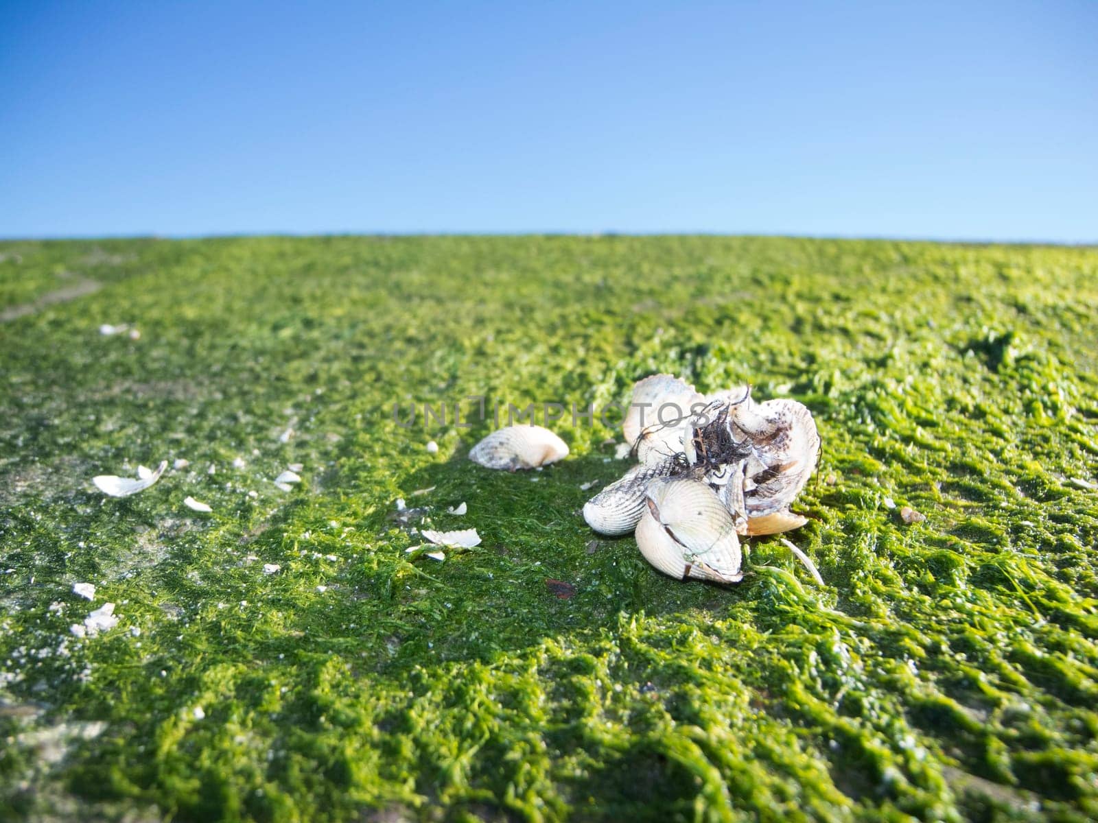 Empty mussel shells on an area of landed seaweed at the port of Carolinensiel Germany against a blue sky.
