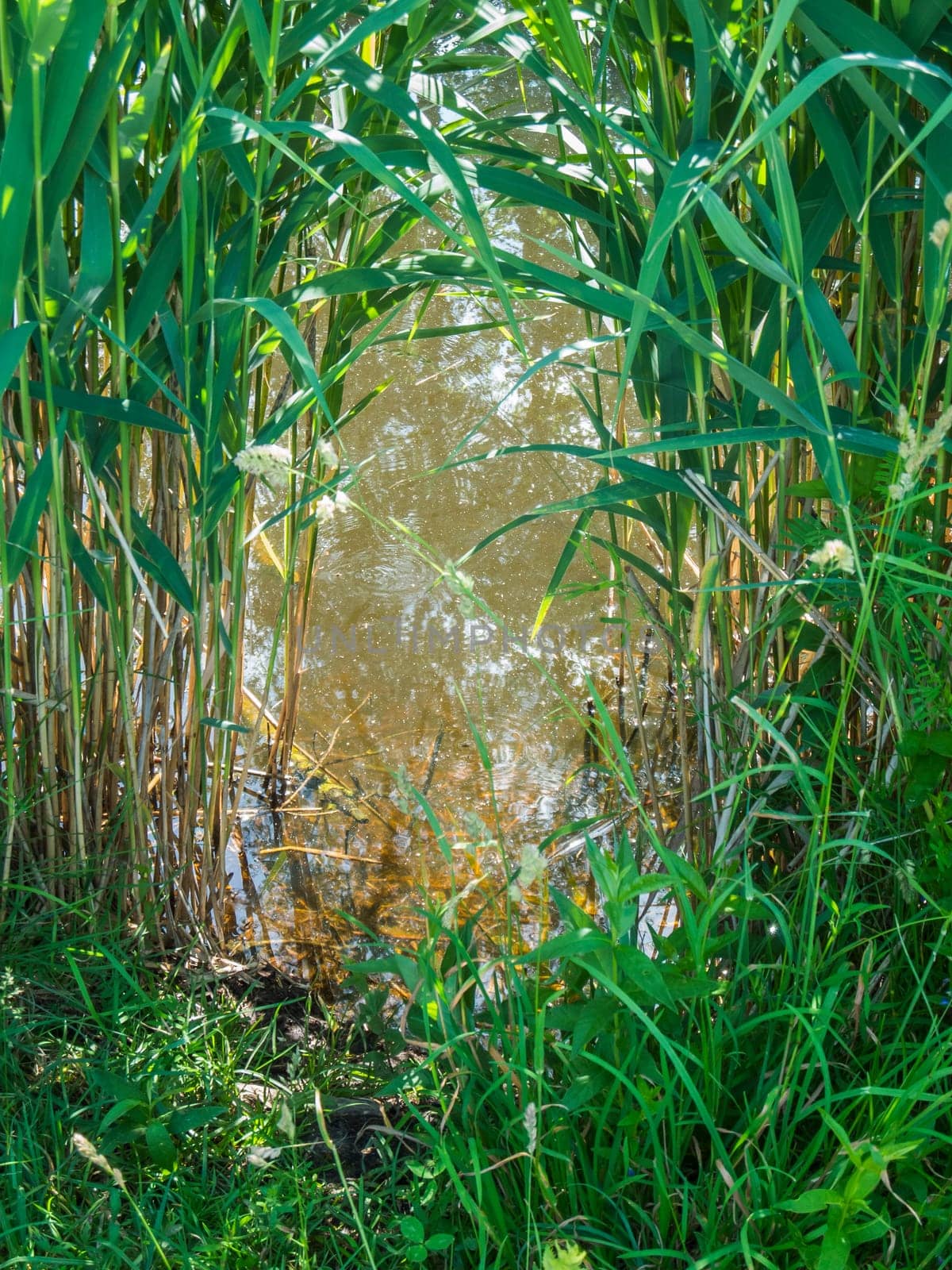 Looking through a gap in the reeds onto a small pond in Bavaria in summer.