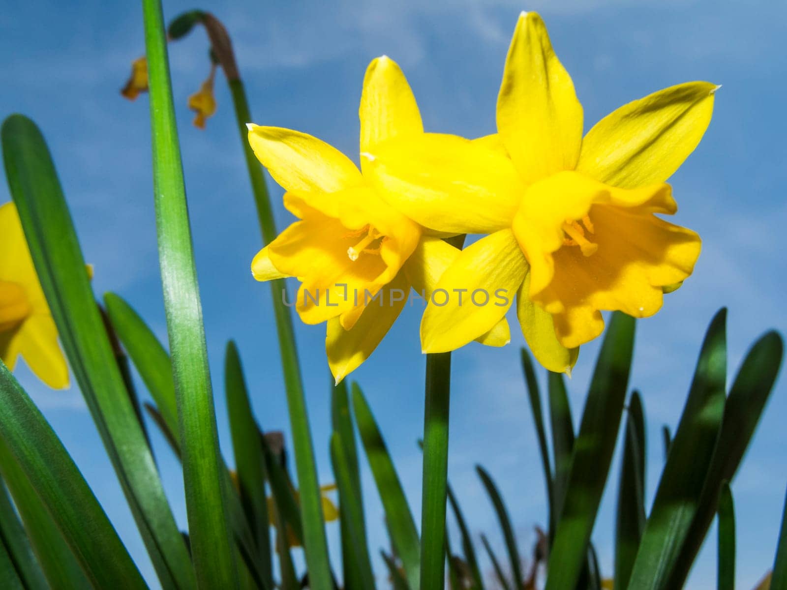 Close-up of two daffodils against a blue sky in a ground-level view.