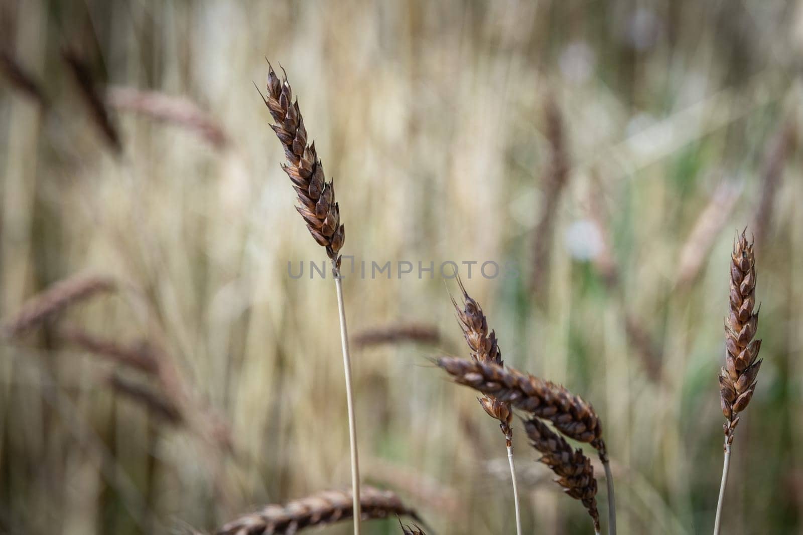 Category of ancien variety of Wheat in the countryside