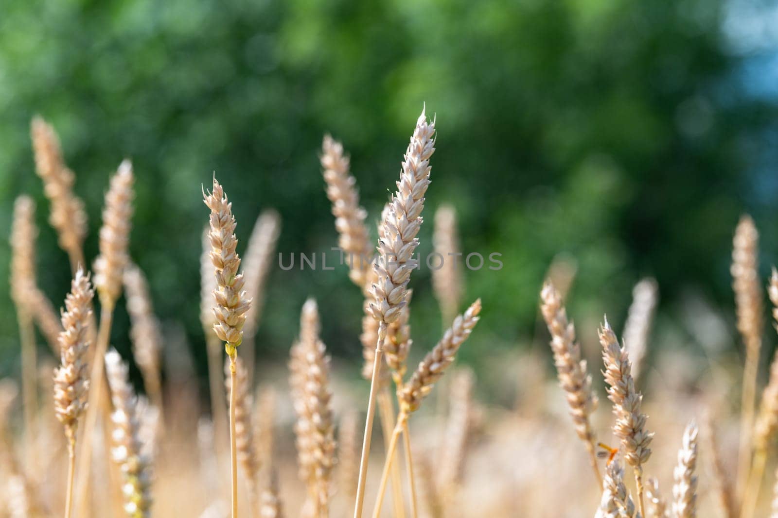 Category of ancien variety of Wheat in the countryside