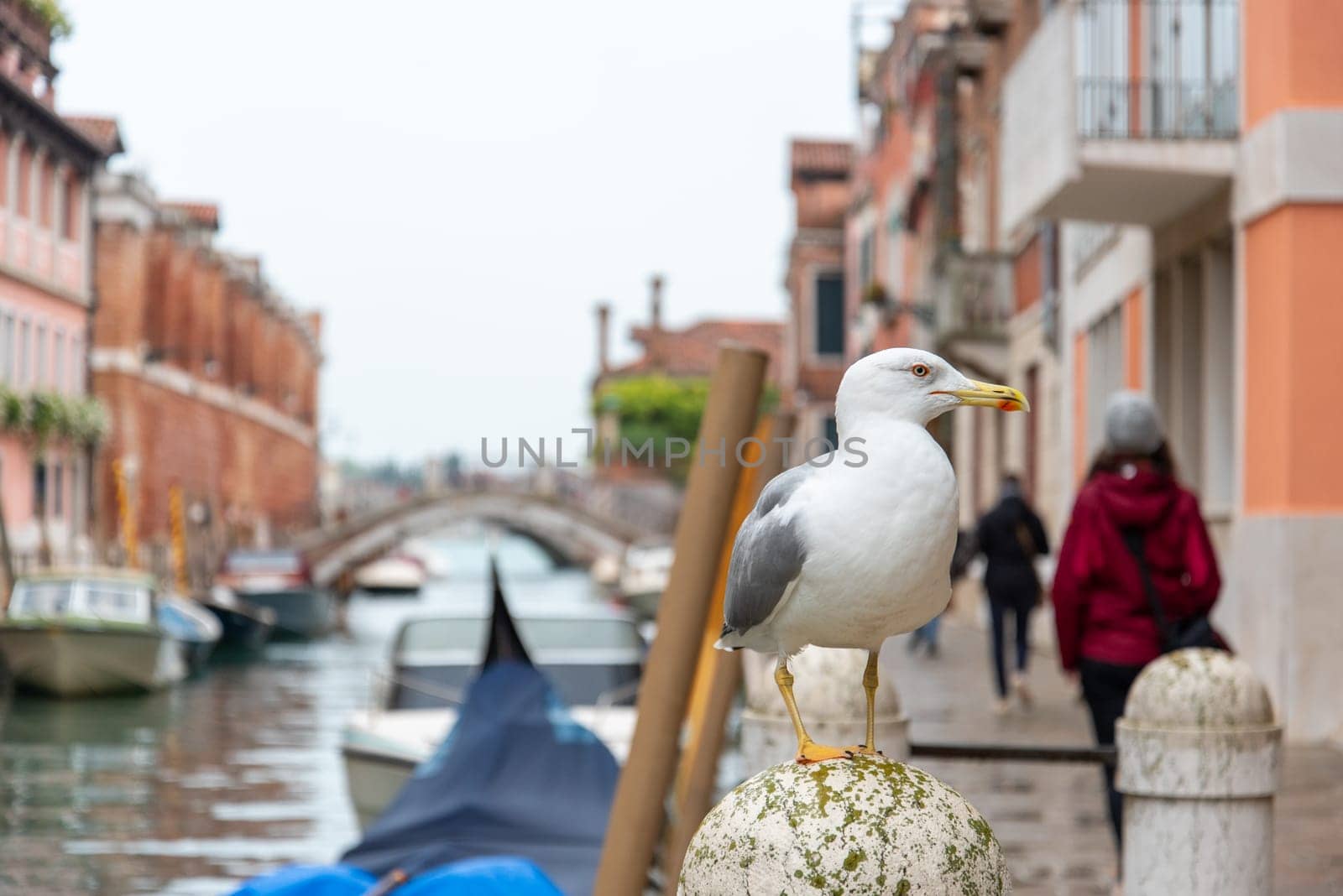 Tourist and Seagull during rainy weather at the Rio de la Fornace, Dorsoduro District, Venice, Italy