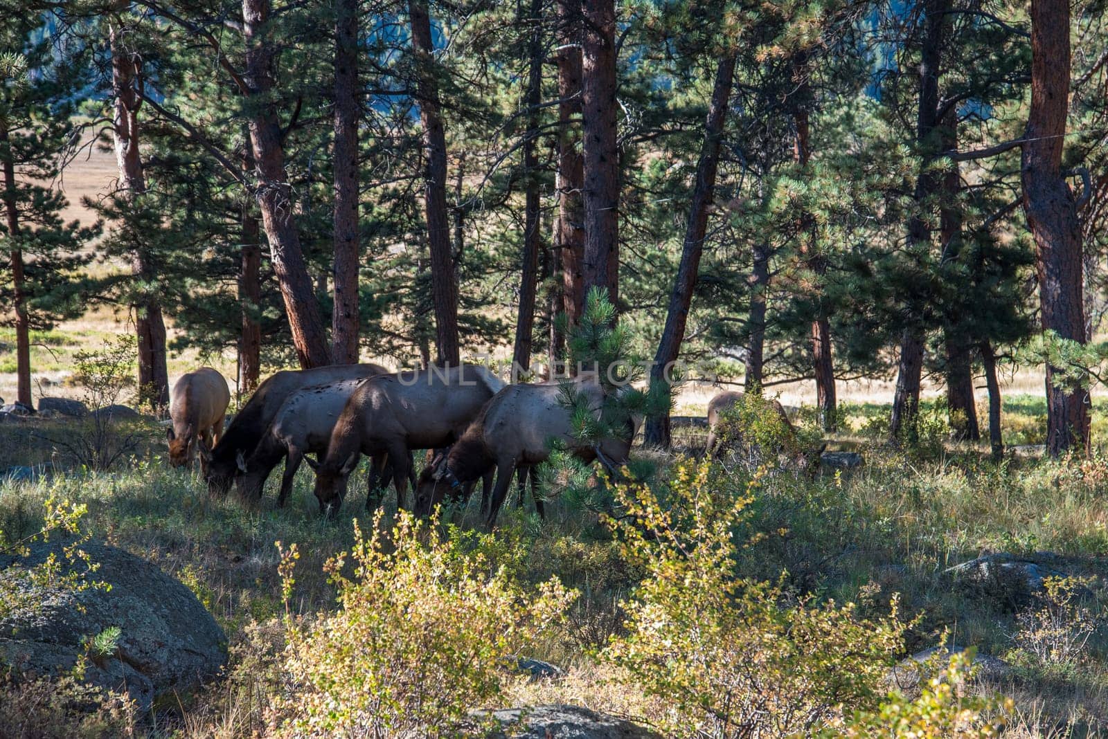 A harem of deer does in the Forest of the Rocky Mountains, USA