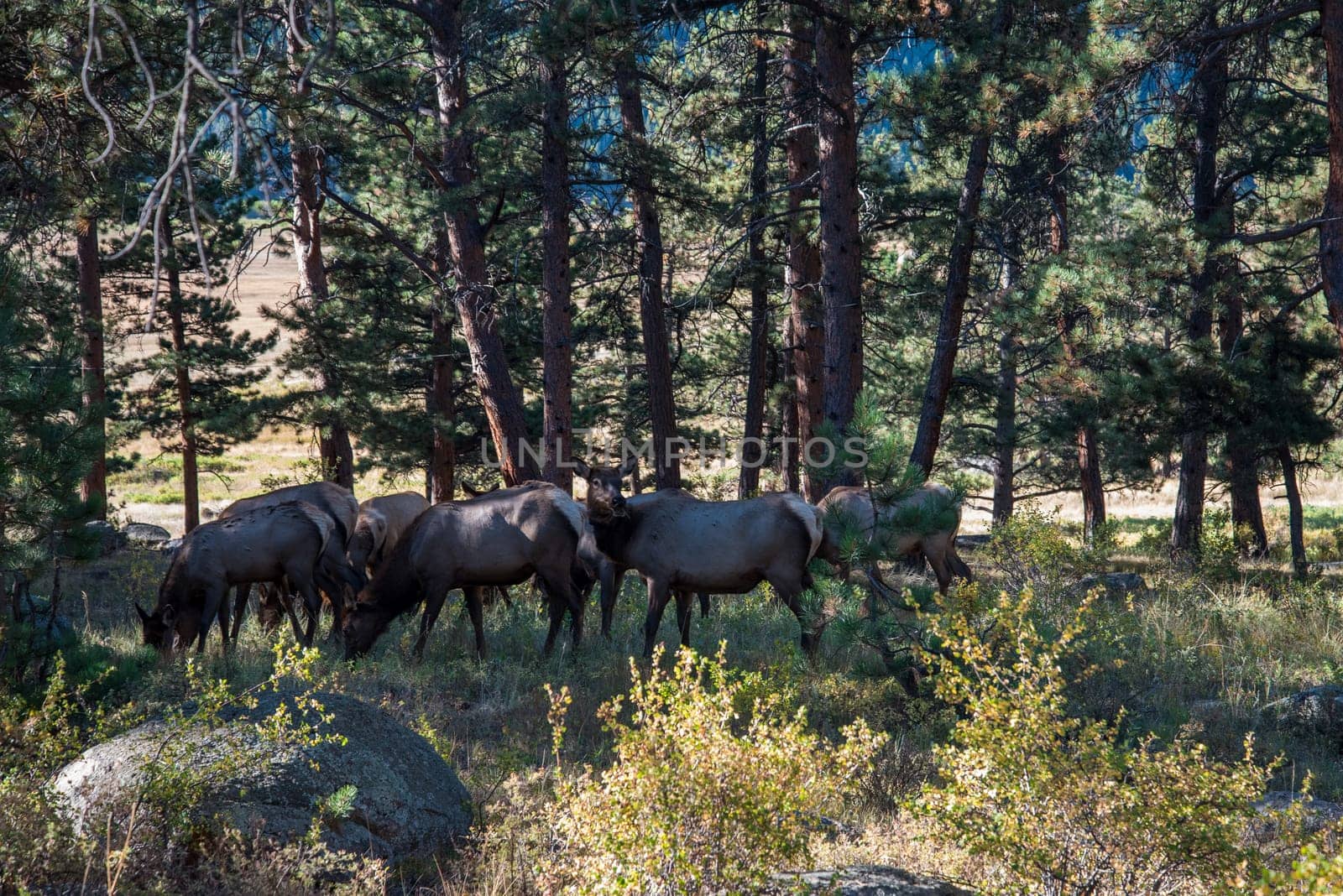 A harem of deer does in the Forest of the Rocky Mountains, USA
