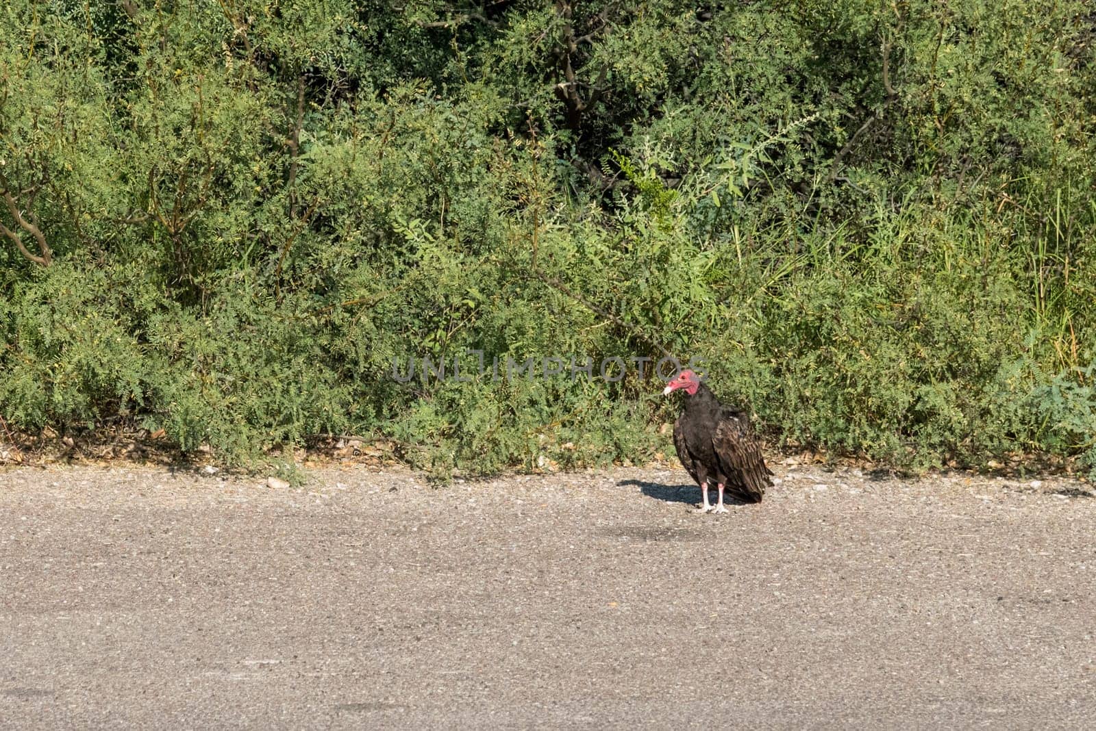 Being close to a turkey vulture in the Big Bend National Park in Texas, USA