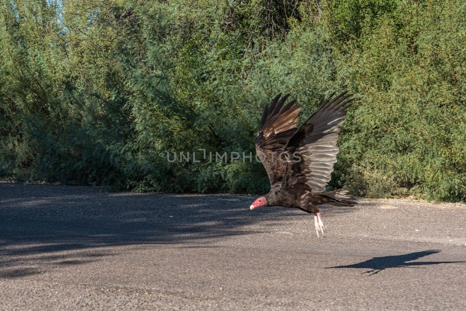 Being close to a turkey vulture in the Big Bend National Park in Texas, USA