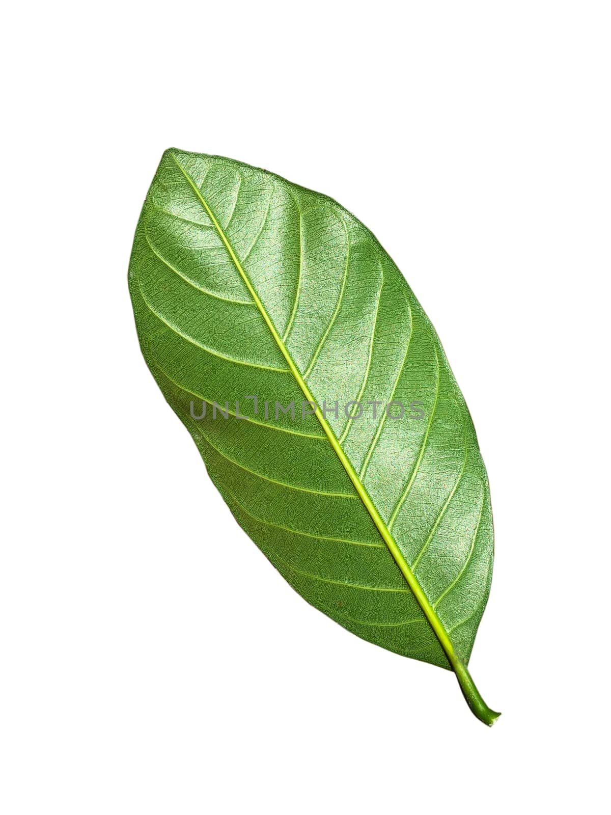 Tropical green leaf isolated on white background, Leaf from natural tropical forest