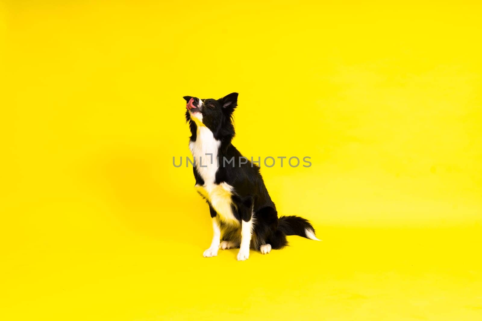 Close-up of Border Collie, 1.5 years old, looking at a camera against red and yellow background
