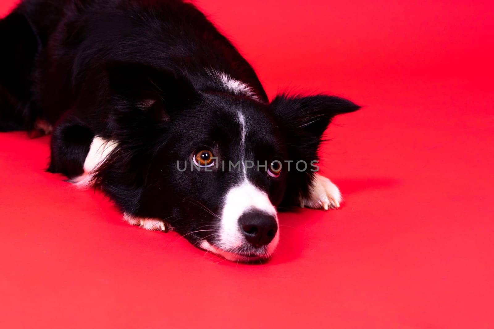 Close-up of Border Collie, 1.5 years old, looking at a camera against red and yellow background