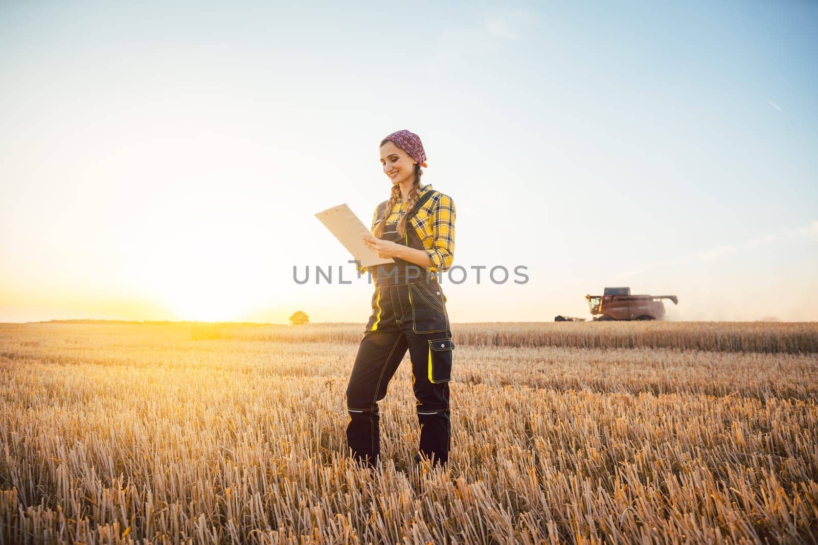 Farmer woman and combine harvester on wheat field during sunset