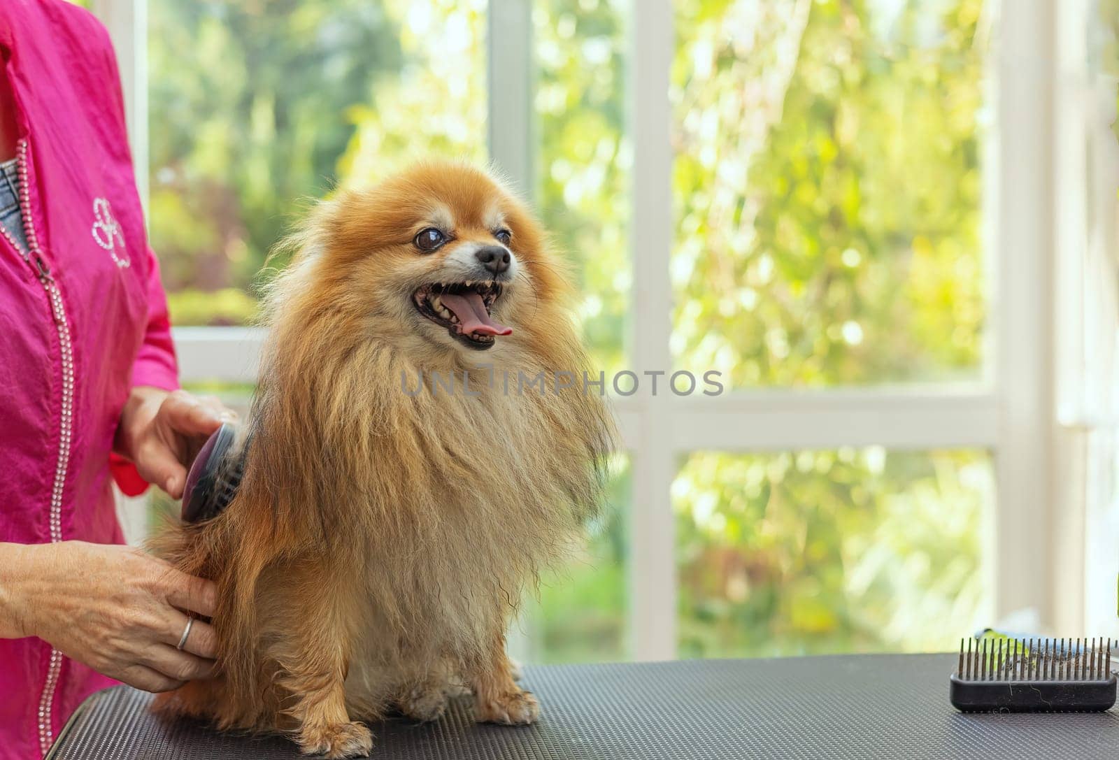 Smiling  adorable  Pomeranian dog is combed standing on the table.  Horizontally.