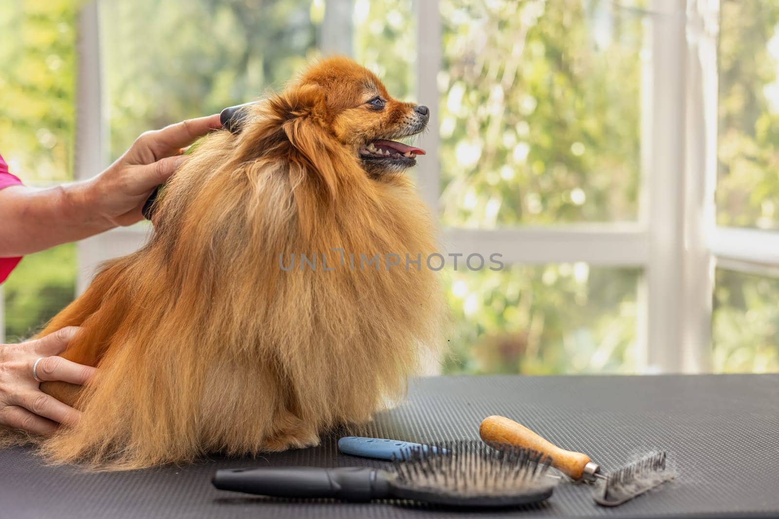 Side view of groomed cute Pomeranian dog standing on the table. Horizontally.