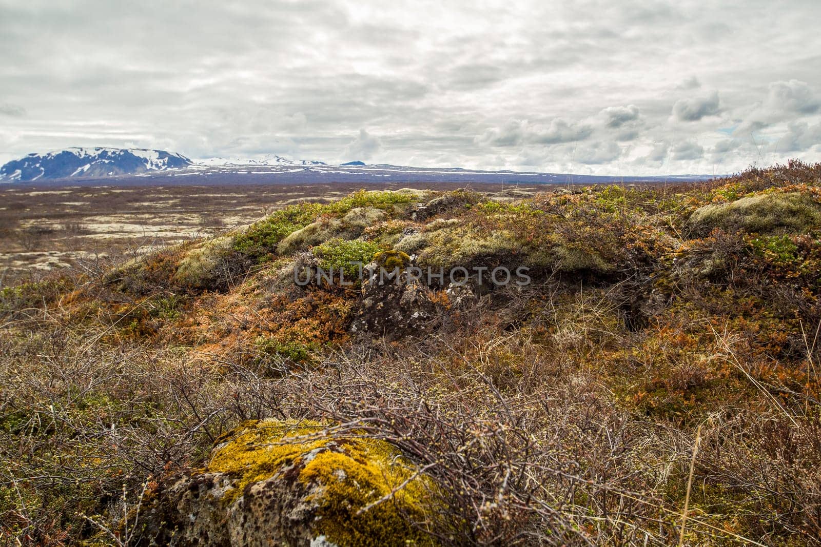 Lichens and mosses in Thingvellir National Park, Iceland