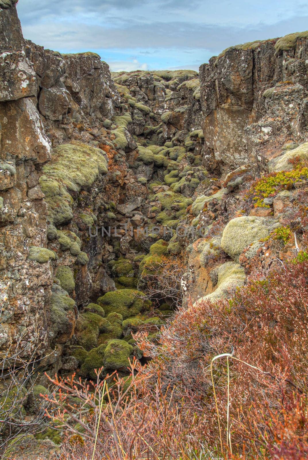 Crevice overgrown with mosses in Thingvellir National Park, Iceland