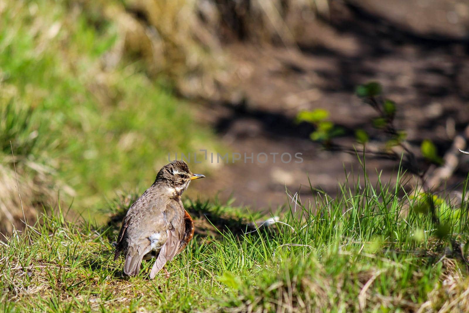 A redwing bird walking on a path, Skaftafell NP, Iceland