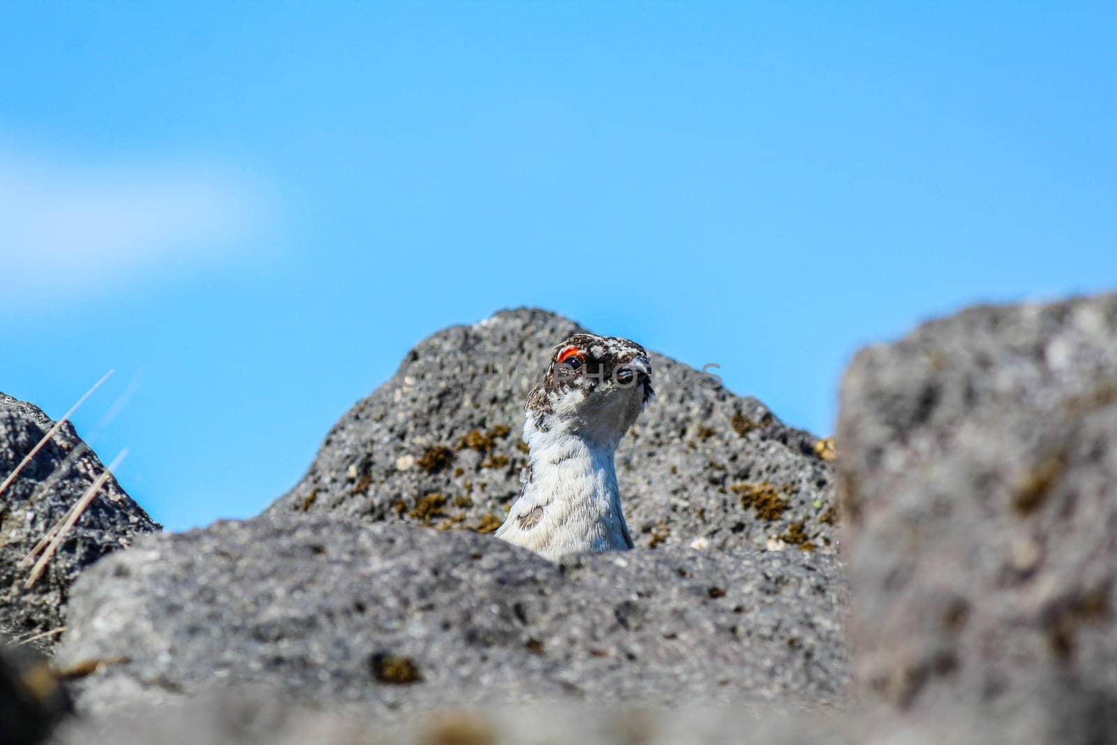 A ptarmigan bird watching curiously out of his hideout, Iceland
