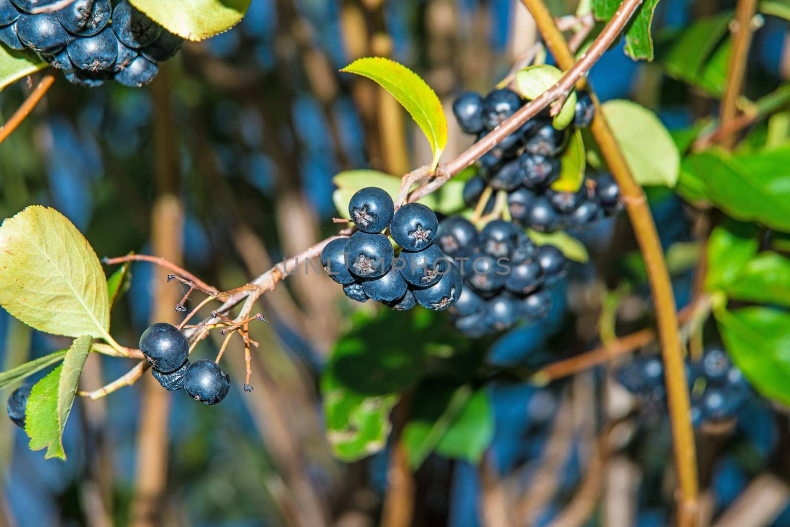 ripe Aronia berries on a tree in Germany