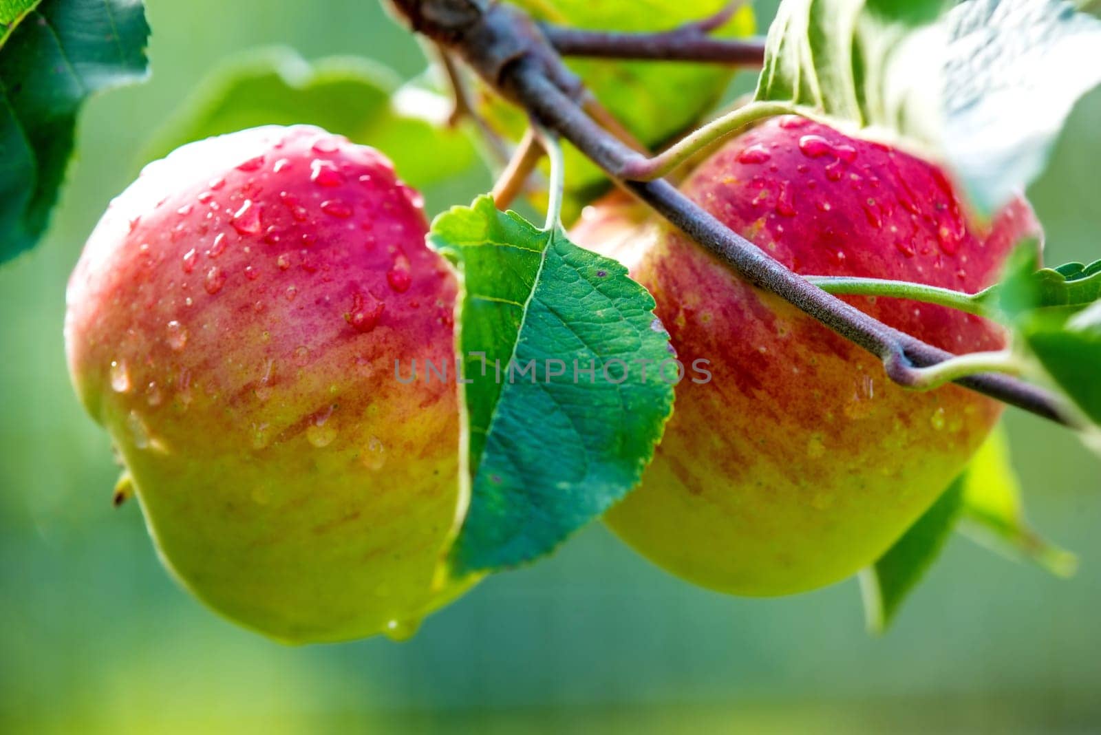 Ripe apples with dew drops on a tree in Germany