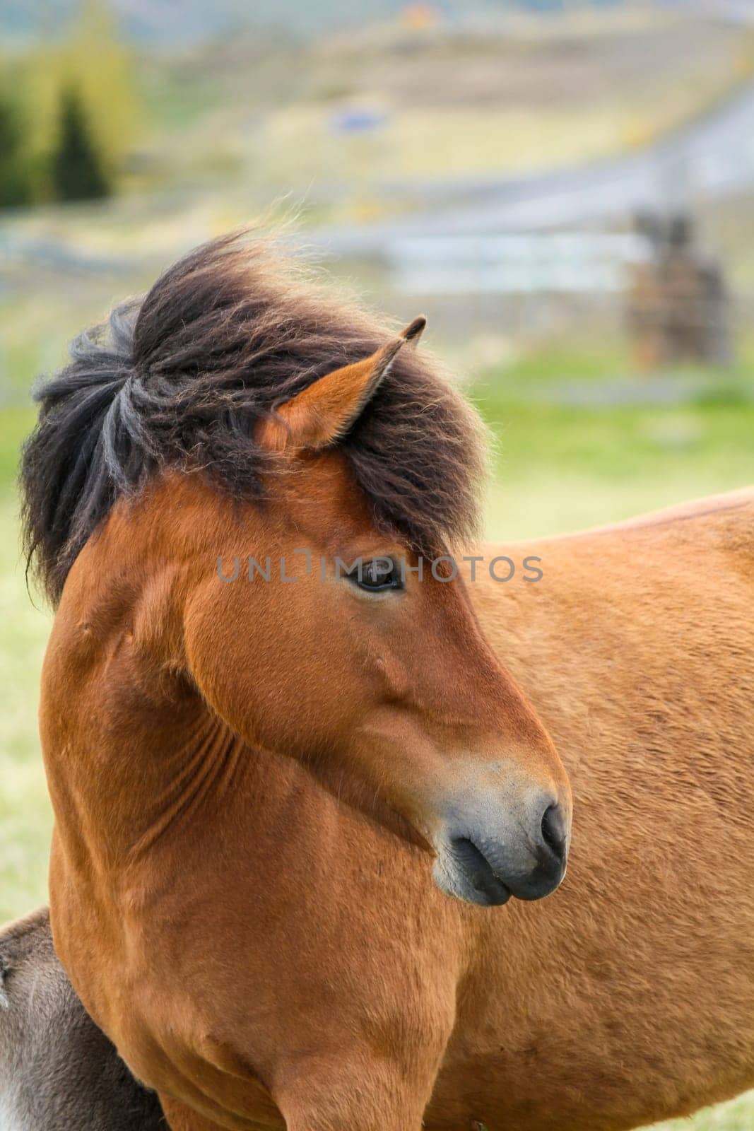 Portrait of brown Icelandic ponies, North Iceland