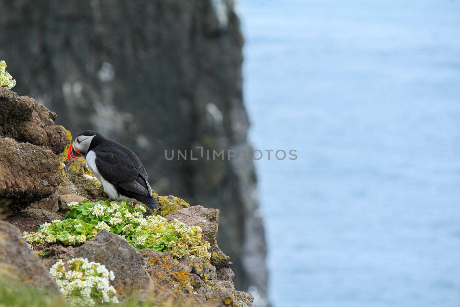 Atlantic puffin at their breeding place Latrabjarg, Iceland