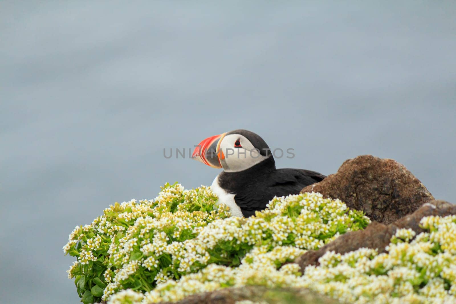 Atlantic puffin at their breeding place Latrabjarg, Iceland