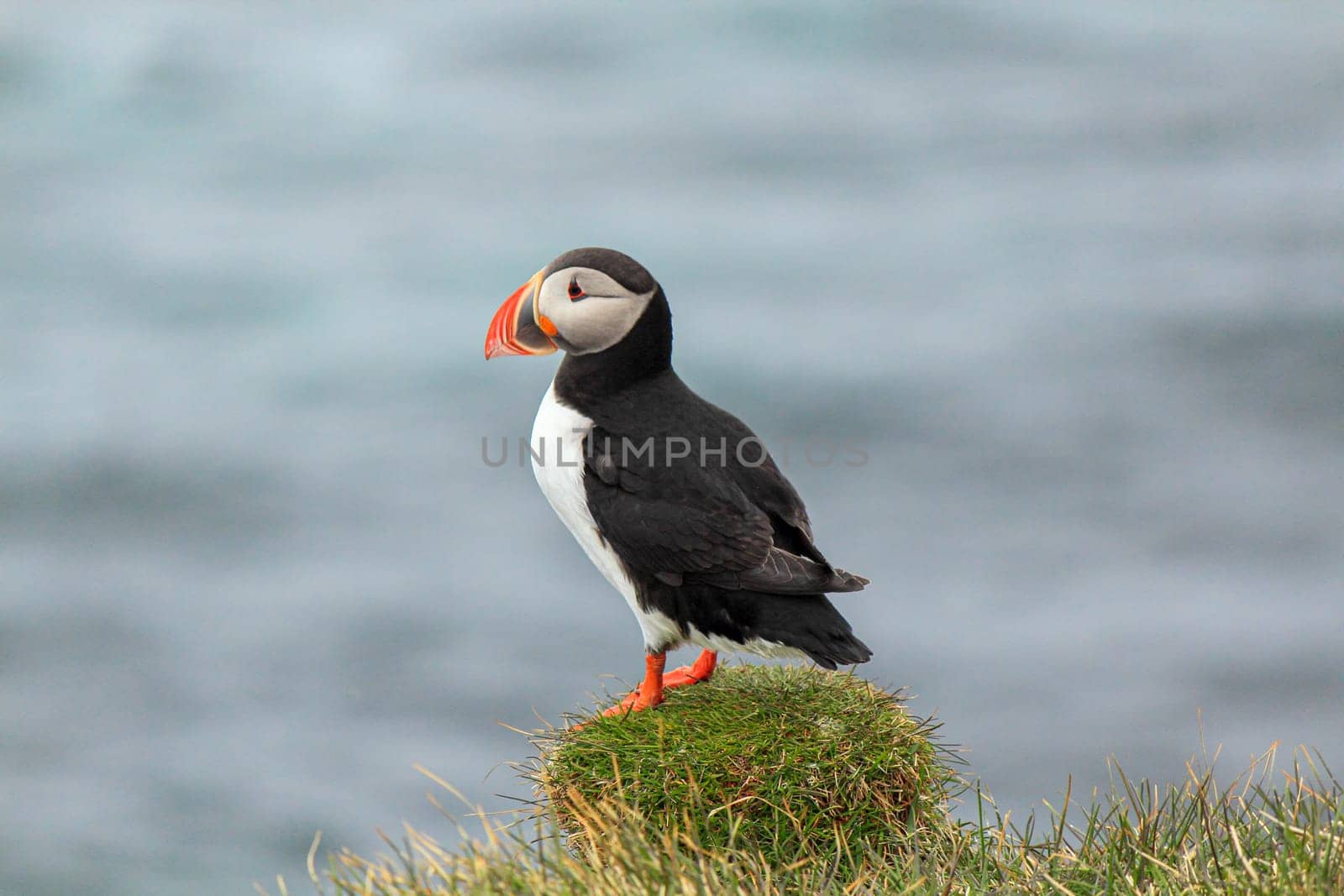 Atlantic puffin at their breeding place Latrabjarg, Iceland