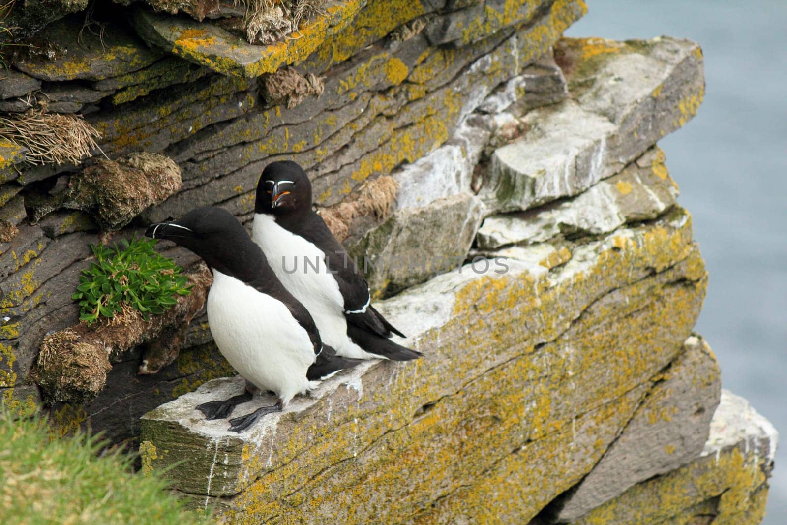 Atlantic puffin at their breeding place Latrabjarg, Iceland