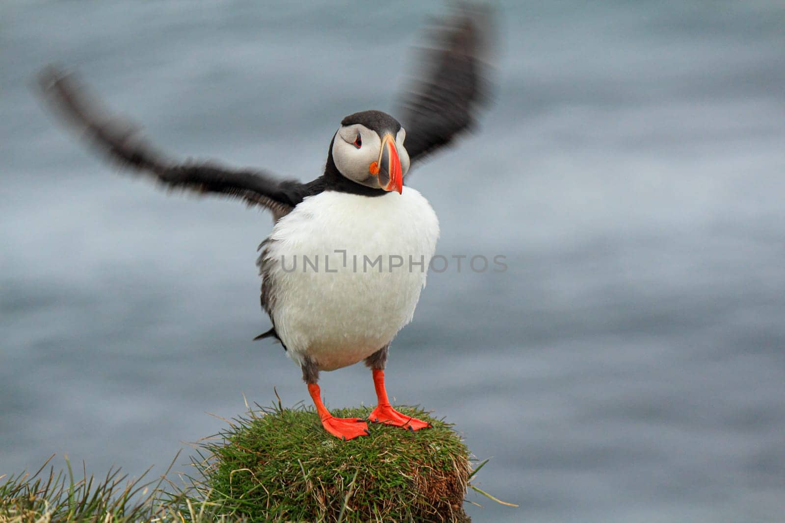 Atlantic puffin landing at the cliff of Latrabjarg, wings still moving from the fly, Iceland