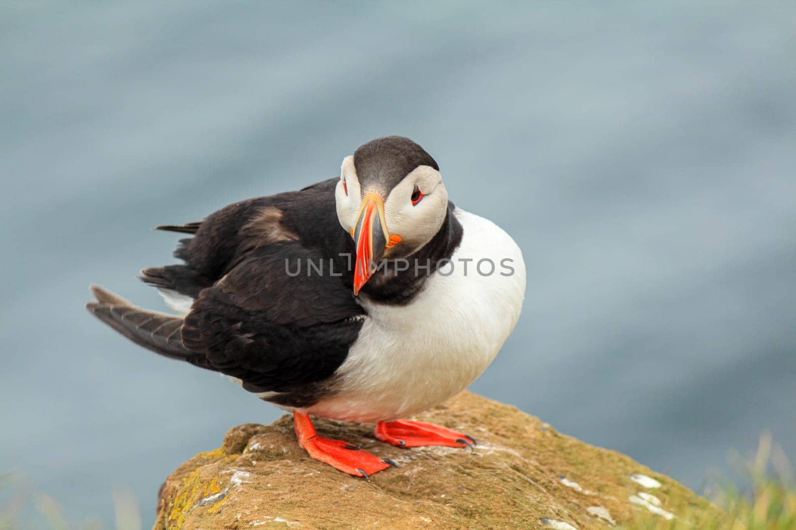 Atlantic puffin at their breeding place Latrabjarg, Iceland