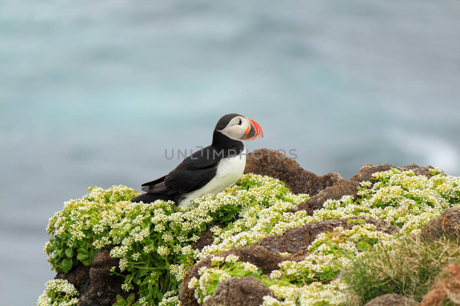 Atlantic puffin at their breeding place Latrabjarg, Iceland