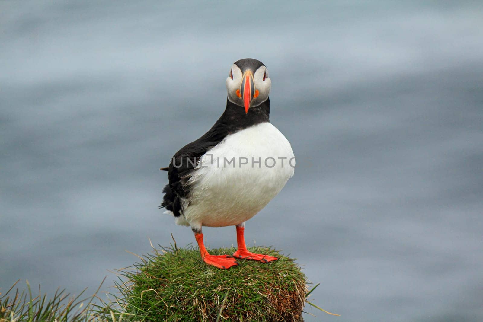 Atlantic puffin at their breeding place Latrabjarg, Iceland