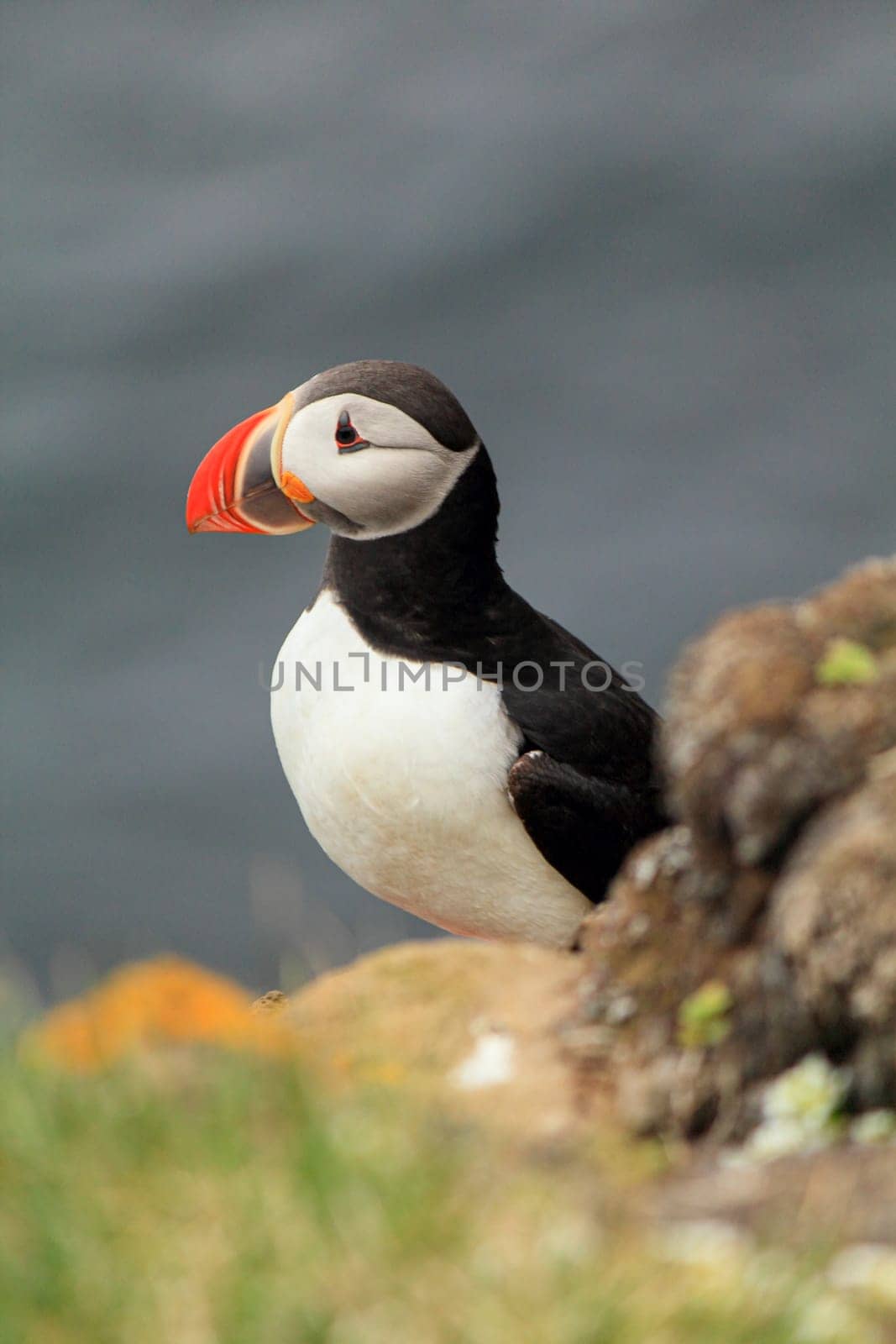 Atlantic puffin at the famous bird breeding place Latrabjarg, showing his profile, Iceland