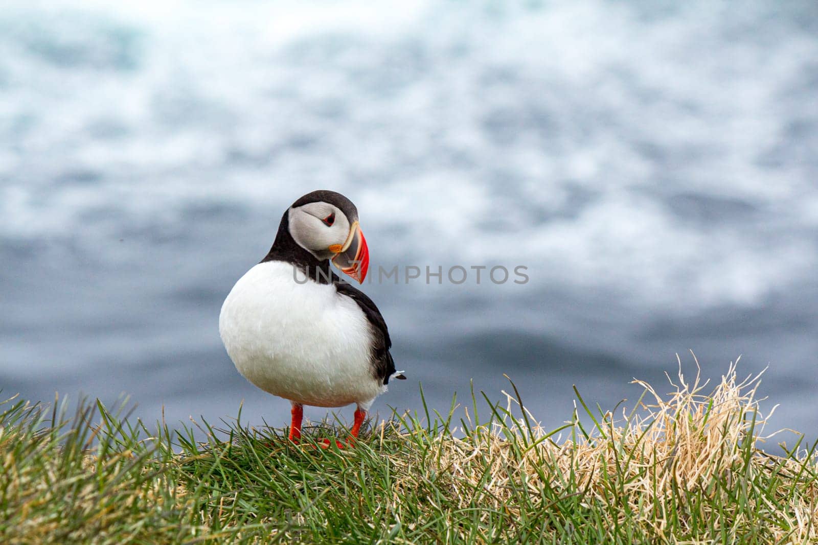 Atlantic puffin at the famous bird breeding place Latrabjarg, showing his profile, Iceland