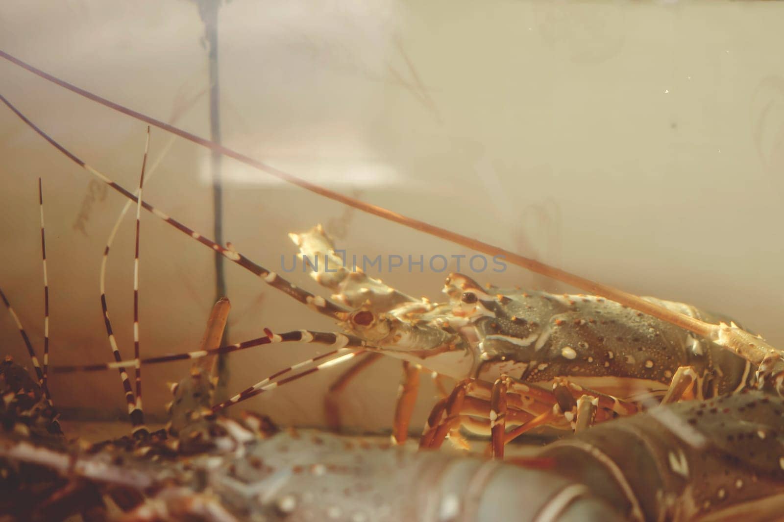 Floating King Lobster in the aquarium . THAILAND seafood .