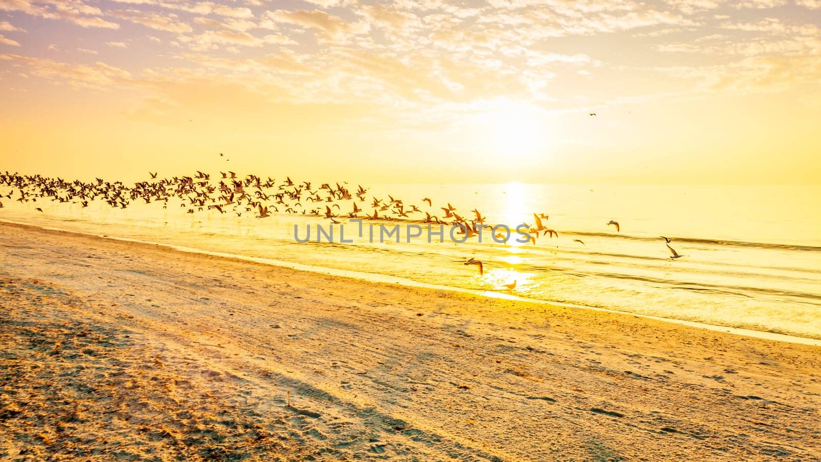 A flock of seagulls flying over a beach on the Gulf coast of Florida