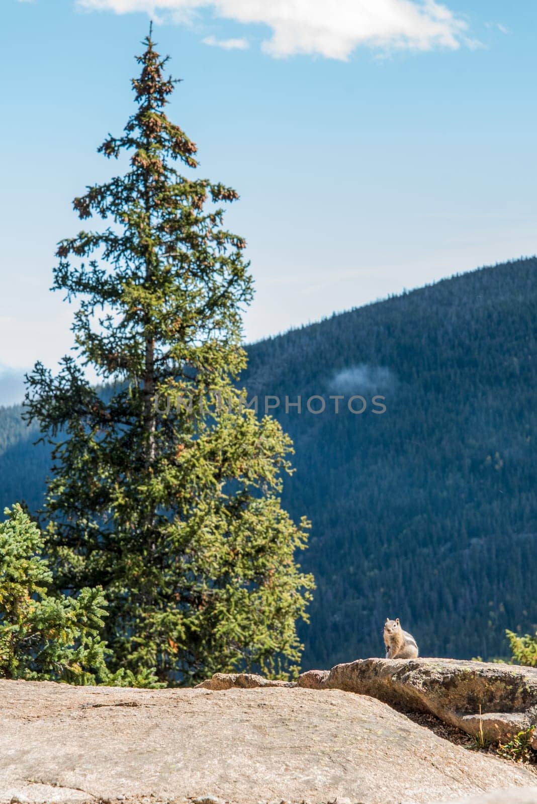 A little chipmunk posing nosy in the Rocky Mountains National Park, USA
