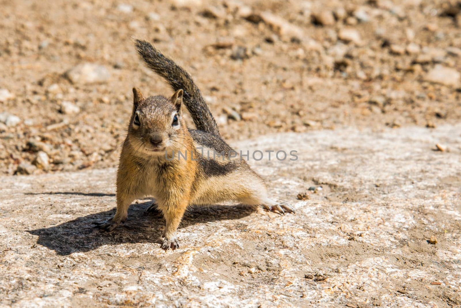 A little chipmunk posing nosy in the Rocky Mountains National Park, USA
