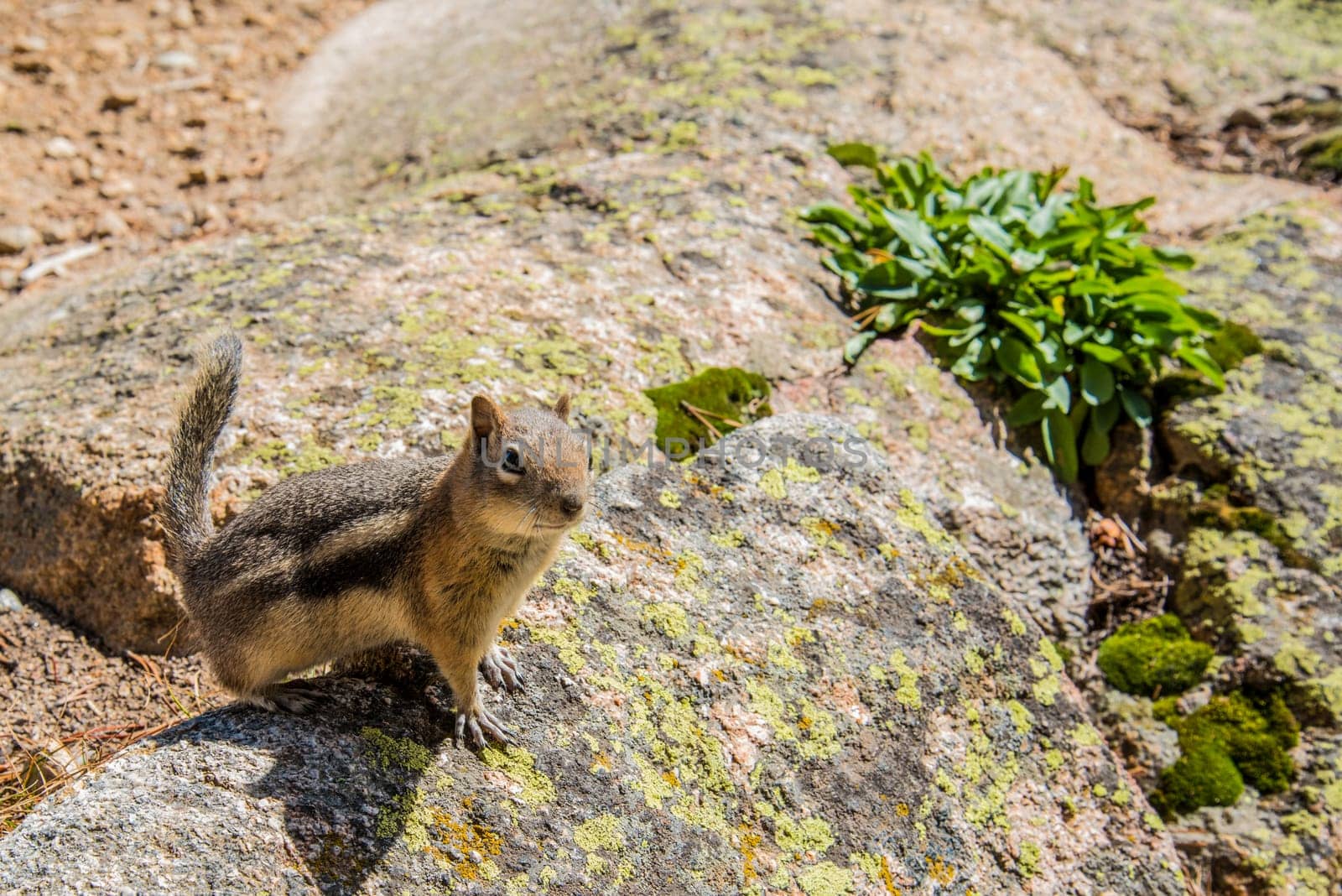 A little chipmunk posing nosy in the Rocky Mountains National Park, USA