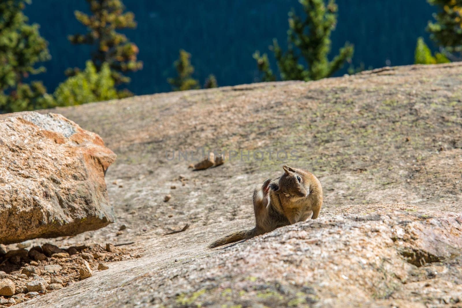 A little chipmunk posing nosy in the Rocky Mountains National Park, USA