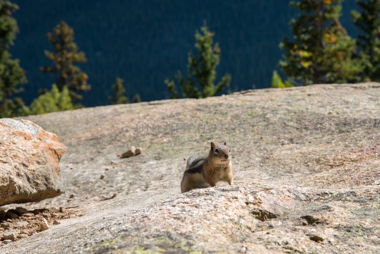 A little chipmunk posing nosy in the Rocky Mountains National Park, USA