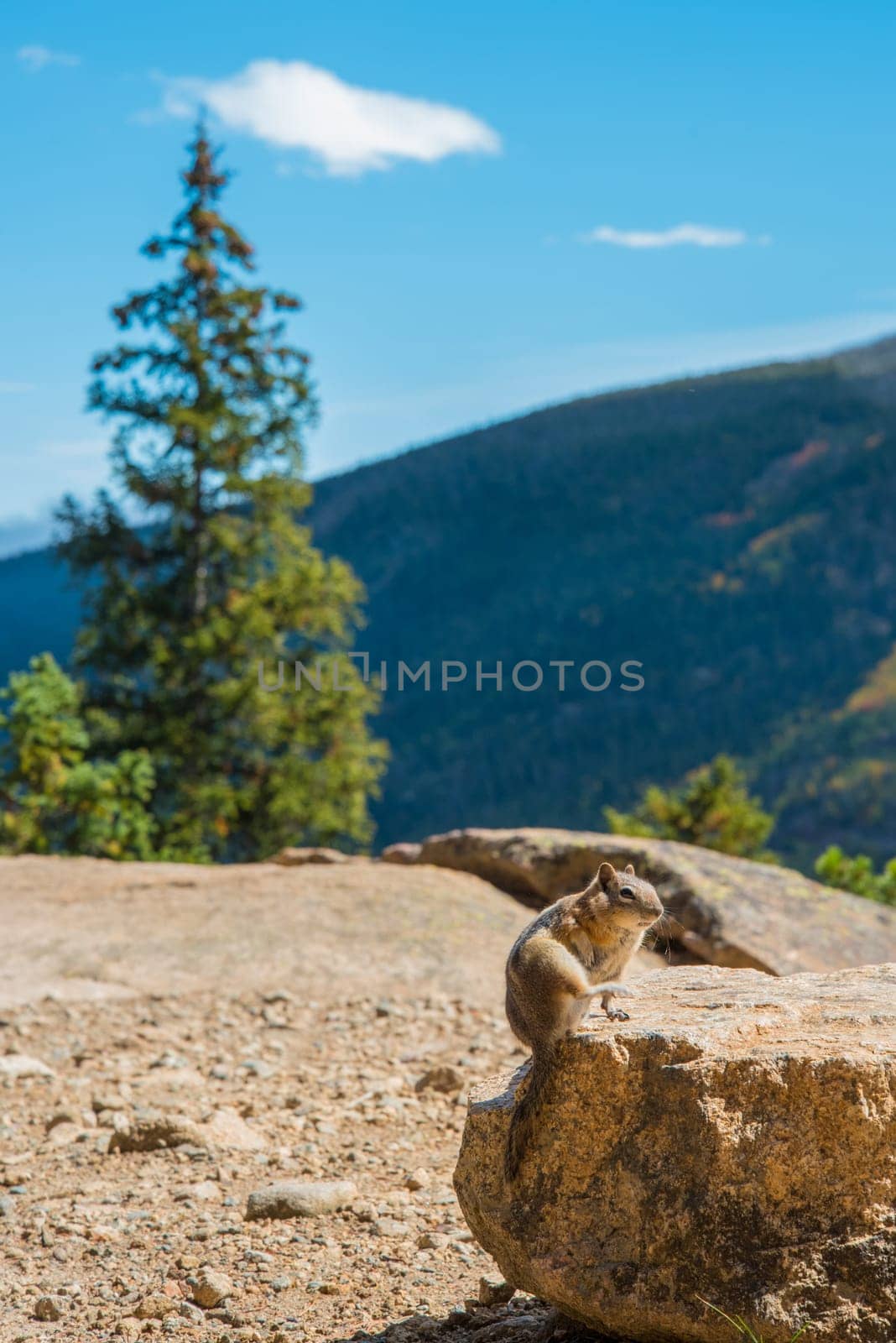 A little chipmunk posing nosy in the Rocky Mountains National Park, USA
