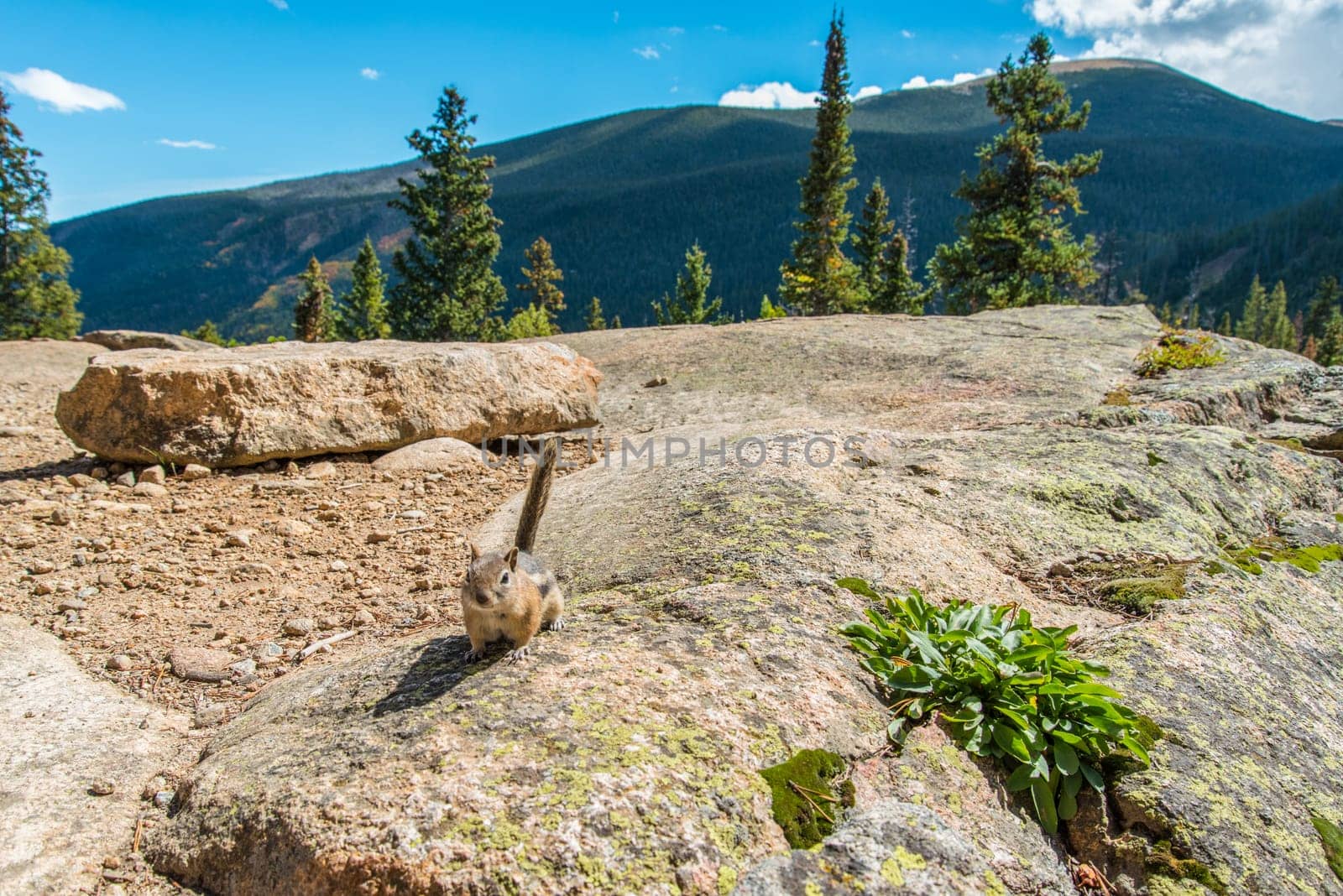 A little chipmunk posing nosy in the Rocky Mountains National Park, USA