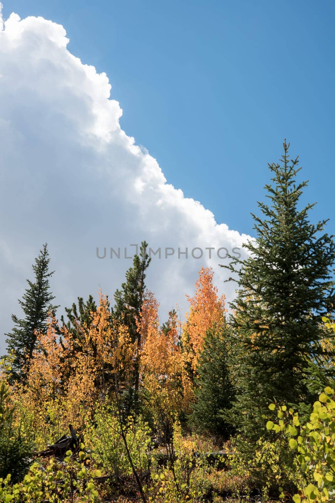 Beautiful autumn forest in Rocky Mountain National Park, USA